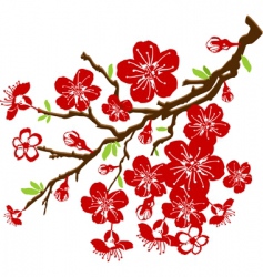 Cherry blossoms vector image