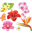 Set of tropical flowers vector image