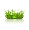 Green grass vector image