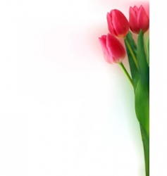 Bouquet of tulips vector image