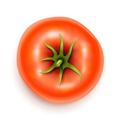 Tomato vector image