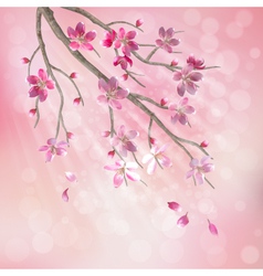Spring tree branch cherry blossom flowers vector image
