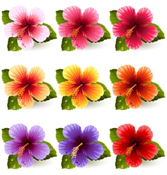 Hibiscus vector image
