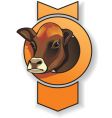 Cow vector image