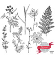 Set of herbs and flowers hand drawn Set of herbs and flowers hand drawn vector image