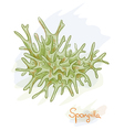 Spongilla vector image