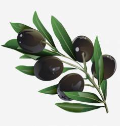 Olive branch vector image