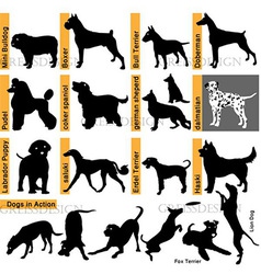 Dogs races vector image