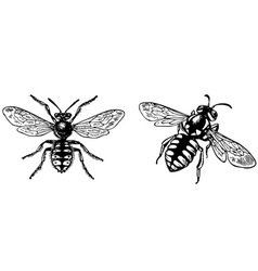 Bug anthidium manicatum vector image