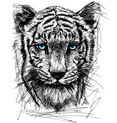 Hand draw sketch of white Tiger vector image