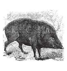 Collared peccary vintage engraving vector image