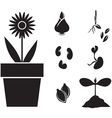 Flower and seed vector image