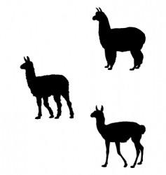 Lama alpaca guanaco vector image