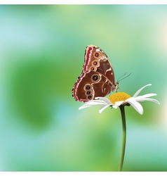 Butterfly On A Flower vector image