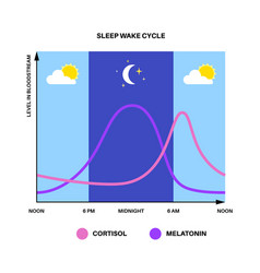 Sleep wake cycle Royalty Free Vector Image - VectorStock