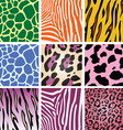Colorful animal skin textures vector image