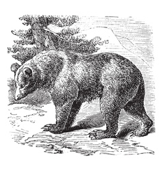 Cinnamon Bear vintage engraving vector image
