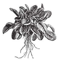 Common Sorrel vintage engraving vector image