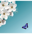 Cherry Blossom And Blue Butterfly vector image