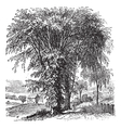 American elm vintage engraving vector image