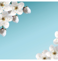 Cherry Blossoms vector image