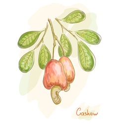 Cashew watercolor style vector image