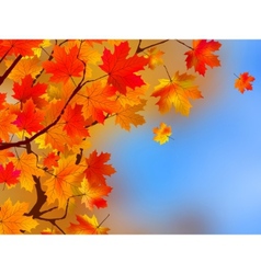 Autumn leaves background vector image