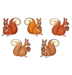 Squirrel eating vector image