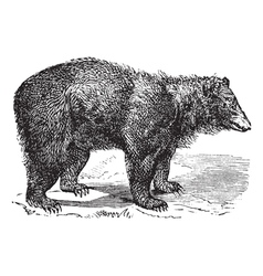 American Black bear engraving vector image