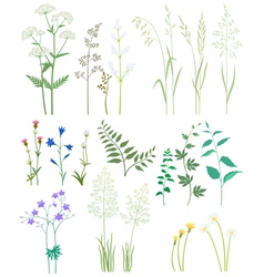 Grass and wild flowers vector image