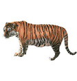 Tiger vector image