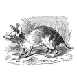 Barred Bandicoot vintage engraving vector image