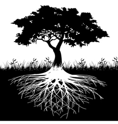 Tree roots silhouette vector image