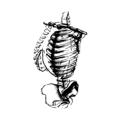 Academic drawing human torso Academic drawing human torso vector image