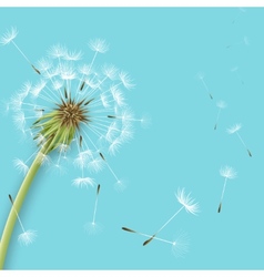 White dandelion with pollens isolated vector image