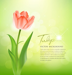 Beautiful tulips on nature vector image