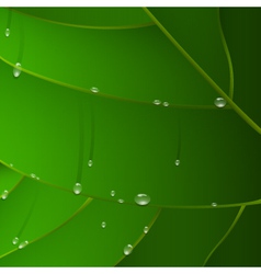 Green leaf with drops vector image