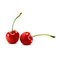 Sweet cherry isolated on white vector image