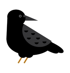 Carrion crow raven Carrion crow raven vector image