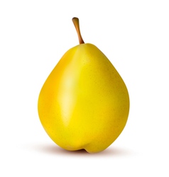 Rpe pear isolated on white Rpe pear isolated on white vector image