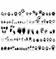 Animal trails vector image