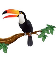 Toucan bird vector image