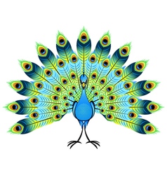 Peacock vector image