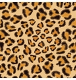 Leopard seamless pattern vector image