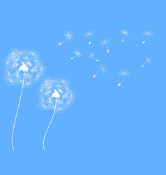 Dandelion background vector image