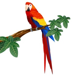 Macaw bird vector image