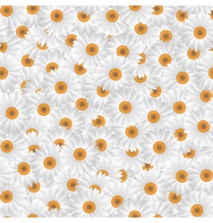 White chamomiles vector image