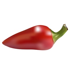 Chili pepper vector image