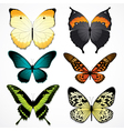 Colorful butterflies vector image