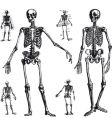 Skeleton drawings vector image